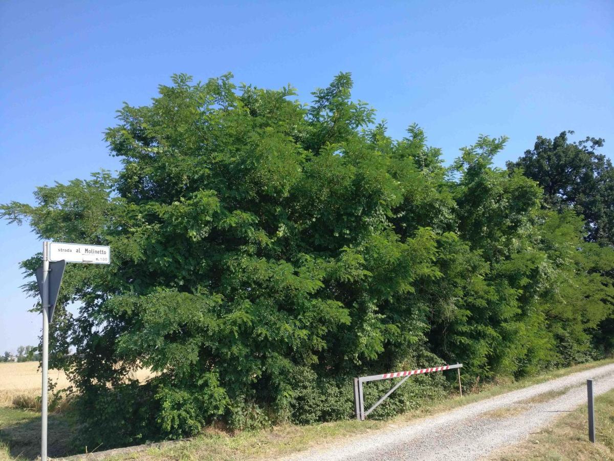 B&B Molinetto Piacenza Eksteriør billede